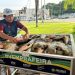 Feirão do Pescado 2024 comercializou 117 toneladas de peixes