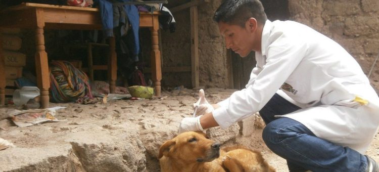 Veterinário vacinando um cachorro de rua - Foto: Opas/OMS