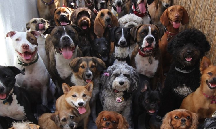 Cães- Foto: Divulgação