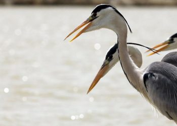O poderoso rio Indus hospeda muitas espécies de aves migratórias durante o inverno. (Foto: FAO/Paquistã)