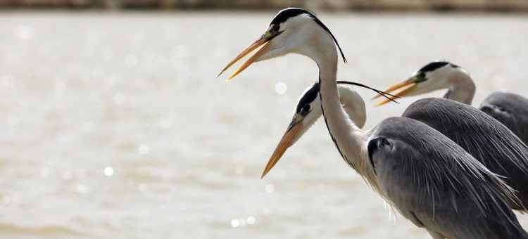 O poderoso rio Indus hospeda muitas espécies de aves migratórias durante o inverno. (Foto: FAO/Paquistã)