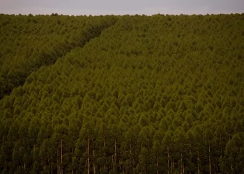 Plantações de eucalipto. Foto: CN/Wederson Araujo/Trilux