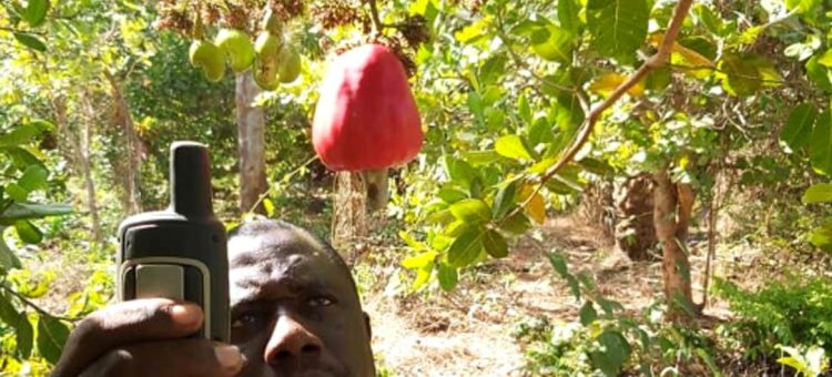 Guiné-Bissau pretende ter o Arquipélagos dos Bijagós como Patrimônio Mundial da Unesco Foto: FAO Guiné-Bissau