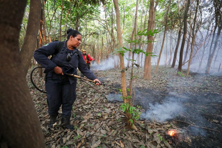 Corpo de Bombeiros x Queimadas Floresta no Iranduba Fotos Mauro Neto/Secom