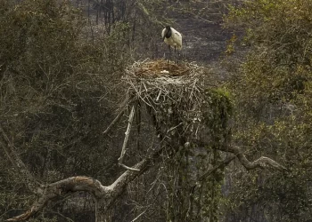 Foto: © Marcelo Camargo/Agência Brasil