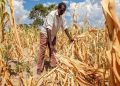 Foto: WFP/Nkole Mwape