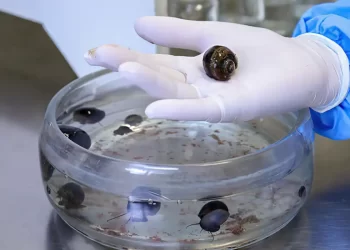 meningite transmitida por caramujo