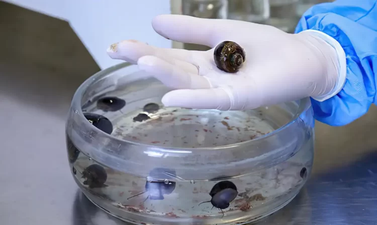 meningite transmitida por caramujo