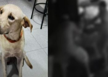 Foto: Reprodução/Whatsapp