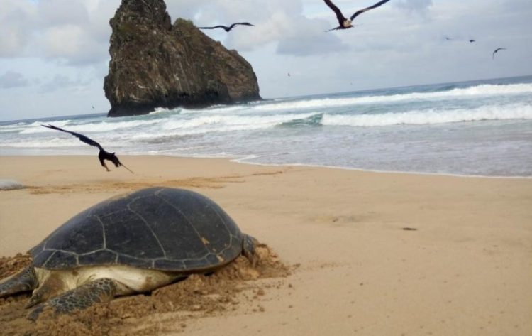 Nas praias localizadas dentro da área do Parna Marinho de Fernando de Noronha foram registradas 104 desovas - Foto: Buday Santos - Fundação Projeto Tamar
