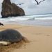 Nas praias localizadas dentro da área do Parna Marinho de Fernando de Noronha foram registradas 104 desovas - Foto: Buday Santos - Fundação Projeto Tamar