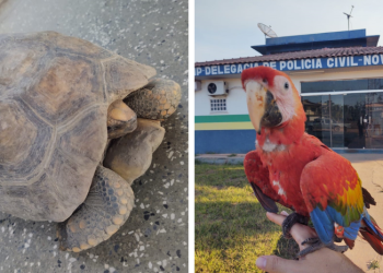 (Foto: Divulgação/PC-AM)