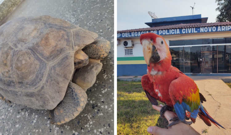 (Foto: Divulgação/PC-AM)