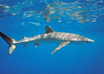 Espécie está ameaçada de extinção. CGU recorreu de perdão a dívida. Foto: Acervo - Tamar/ICMbio