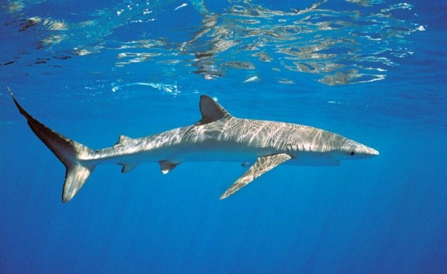 Espécie está ameaçada de extinção. CGU recorreu de perdão a dívida. Foto: Acervo - Tamar/ICMbio