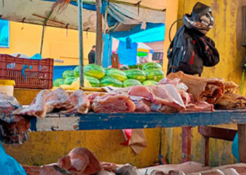 Foto: Divulgação/Ibama