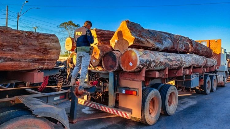 Madeira ilegal Foto: PRF-AM