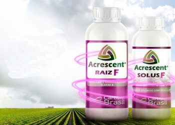 Os dois produtos serão lançados nesta quinta, em Foz do Iguaçu- Foto: Divulgação/Embrapa