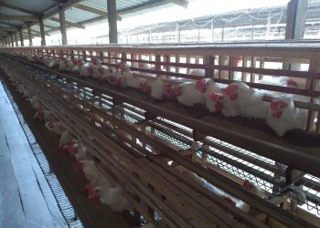 FOTOS: Divulgação/ Adaf