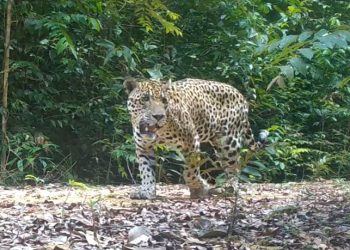 Foto: Divulgação/Acervo da pesquisadora Talita Vieira Braga