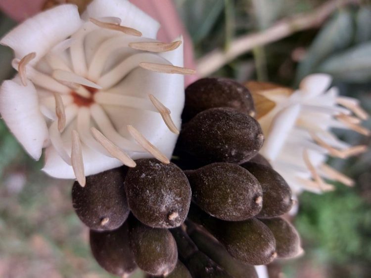 Nova espécie de melancieiro. Foto: Divulgação/Jardim Botânico