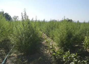 Foto: © Divulgação Polícia Federal