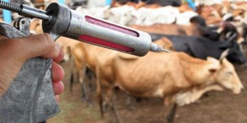 FOTOS: Divulgação/Adaf