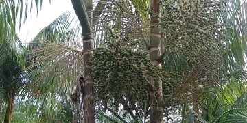 FOTOS: Acervo do coordenador da pesquisa, Vaírton Radmann