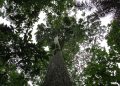 FOTO: Acervo do coordenador da pesquisa, Charles Roland Clement