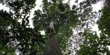 FOTO: Acervo do coordenador da pesquisa, Charles Roland Clement