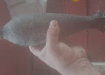 FOTO: Divulgação/PMAM