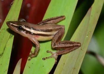 A perereca-nariguda (Scinax squalirostris) pode desaparecer do Pantanal até 2100 (foto: Diego Santana)