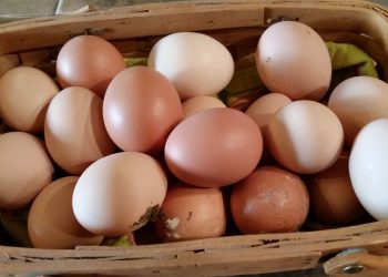 Imagem Ilustrativa. Foto: Reprodução | Canva