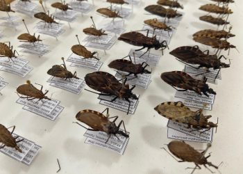 Foto: Arquivo FVS-RCP