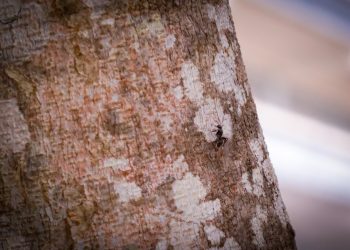 Foto: Ayrton Lopes/Fapeam