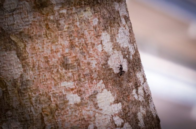 Foto: Ayrton Lopes/Fapeam