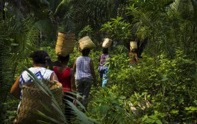 Foto: Acervo/ICMBio