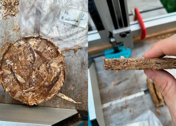 Fotos: Divulgação/Acervo Lais Gonçalves da Costa Brocco