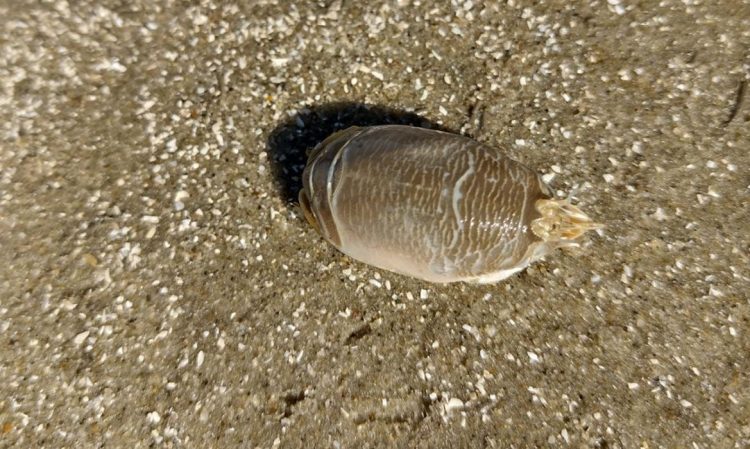 Foto: Mariana Terossi/ UFRGS