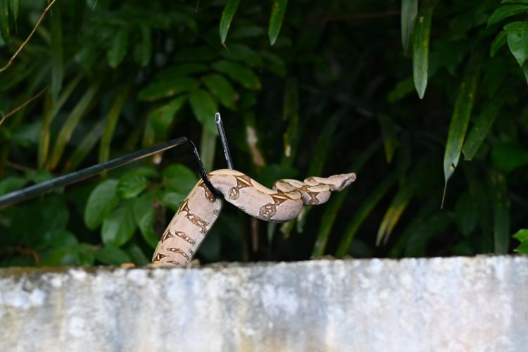 FOTOS: Ipaam/Arquivo