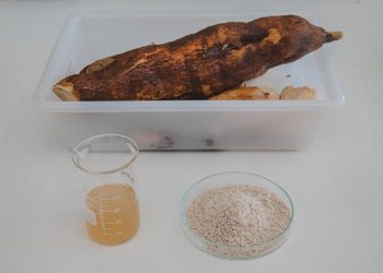 FOTOS: Arquivo/Fapeam