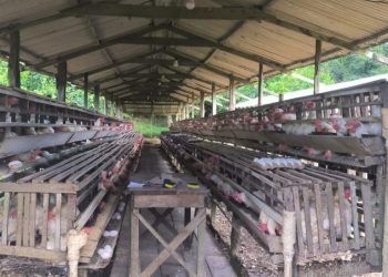 FOTO: Divulgação/Ipaam