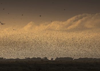 Nuvem de gafanhotos do deserto no leste da África. Foto: Petterik Wiggers /FAO