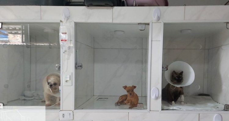 FOTOS: Arquivo/Ipaam