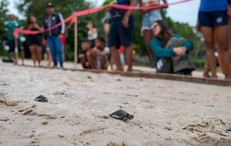 Foto: Miguel Monteiro/Instituto Mamirauá