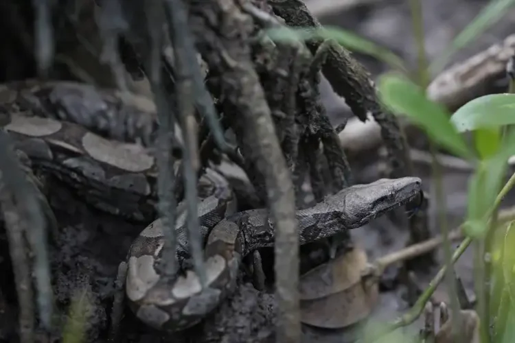 Cobra jiboia é vista em área de manguezal reflorestada pelo projeto Mangues da Amazônia na Reserva Extrativista Marinha de Caeté-Taperaçu. Foto: Fernando Frazão/Agência Brasil