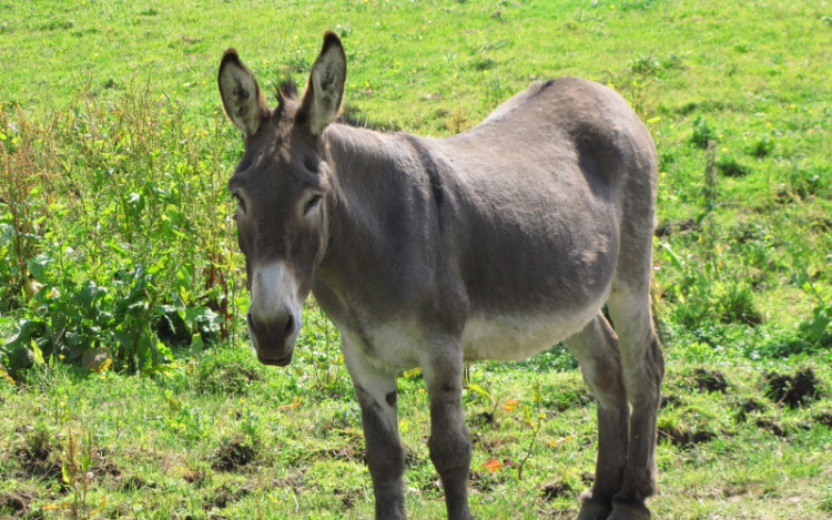 Foto: Reprodução | Canva