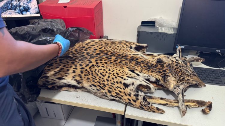 Fotos: Victor Levy e Fábio Alves/SSP-AM