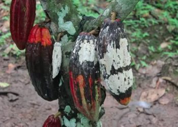 Cacau com a doença vassoura-de-bruxa. Foto: Divulgação/ACCB