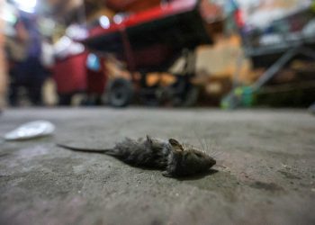 Fotos – Antonio Pereira/Semcom